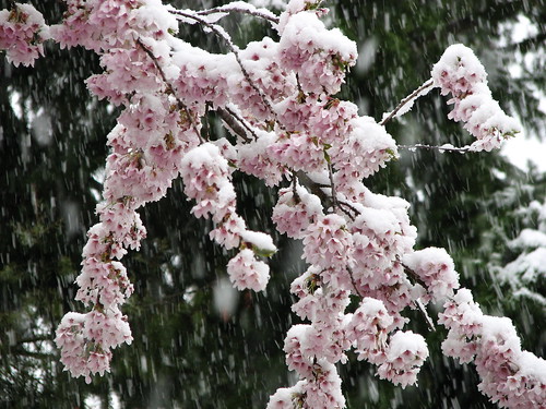 Spring Snow 013