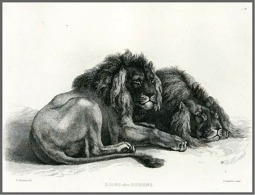 10-Lions, after Rubens