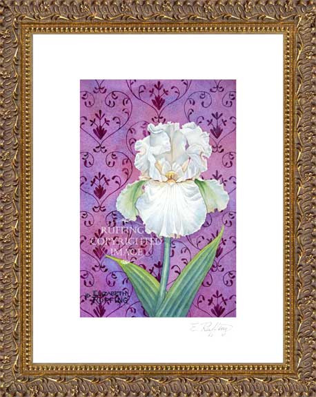 Valentine Pale Pink Iris by Elizabeth Ruffing Framed Print