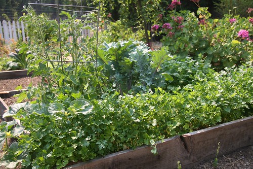 herbs and kale