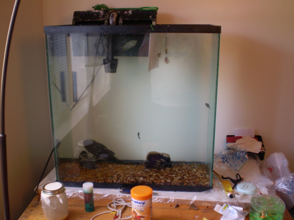 fish tank new