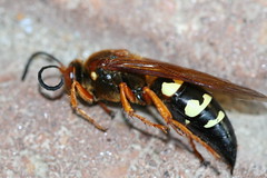 Dead Cicada Killer