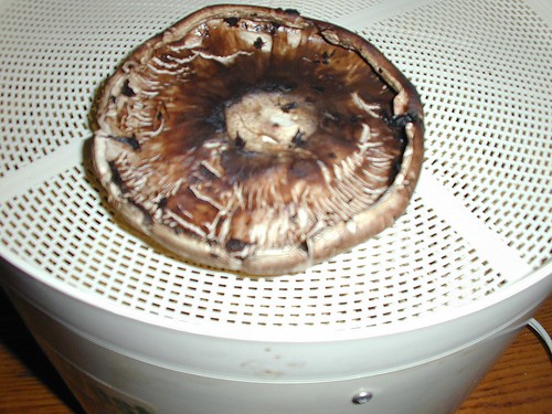 De-gilled Mushroom