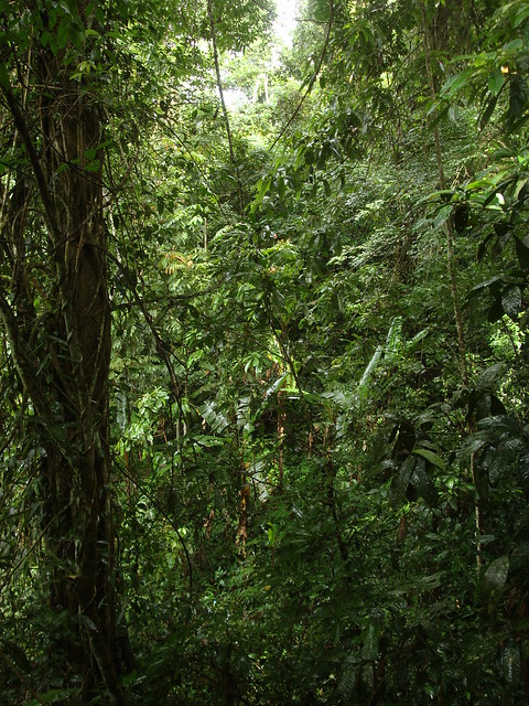 Tropical rainforest, Menglun botanic gardens