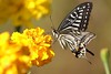 秋の蝶：ナミアゲハ
