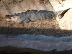 Alligator in Audubon Zoo
