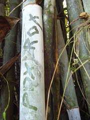 PDX ROX Bamboo