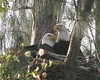 Eagle Pair at Nest 20081211