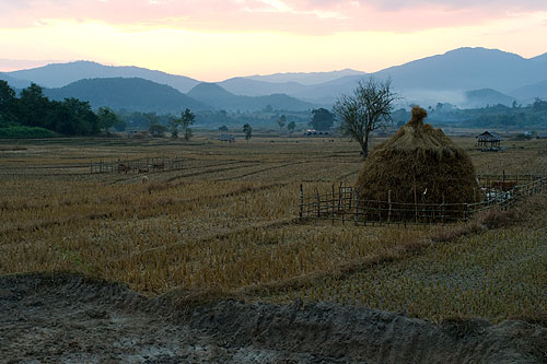 Rice fields outside Pai at sunset, Mae Hong Son, northern Thailand