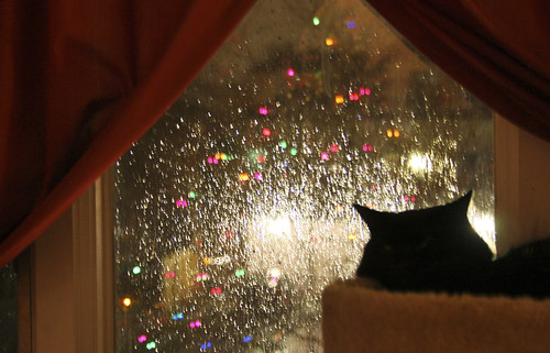 Relaxing during a rainy Christmas season -- cat kitten rain pet kitty chat animal gato feline water drops droplets 