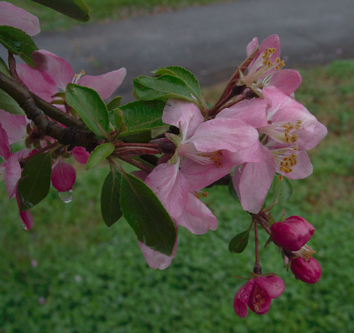 Crabapple Blossoms, March 25, 2009