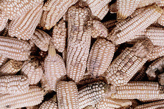 Maize cobs colonized by fungus