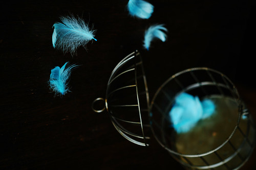 L'Oiseau bleu_Bird cage_13 by ajari