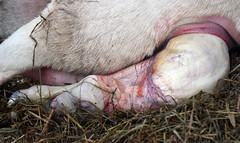 Birth of a lamb