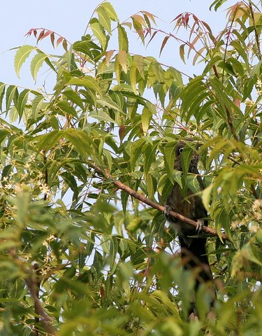 blue-faced malkoha hiding in foliage 190408