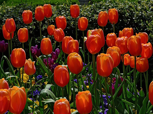 Missouri Botanical ("Shaw's") Garden, in Saint Louis, Missouri, USA - tulips