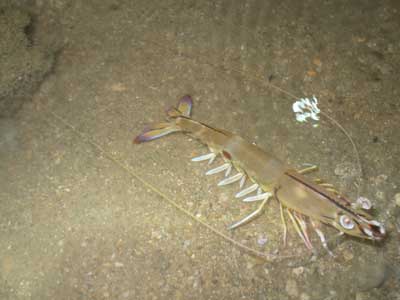 Shrimp- Order Decapoda (Kusu)