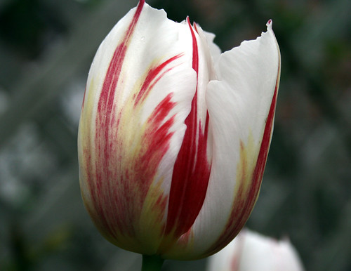 red, white and yellow tulip