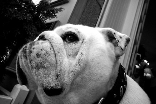 Hugo le bulldog anglais
