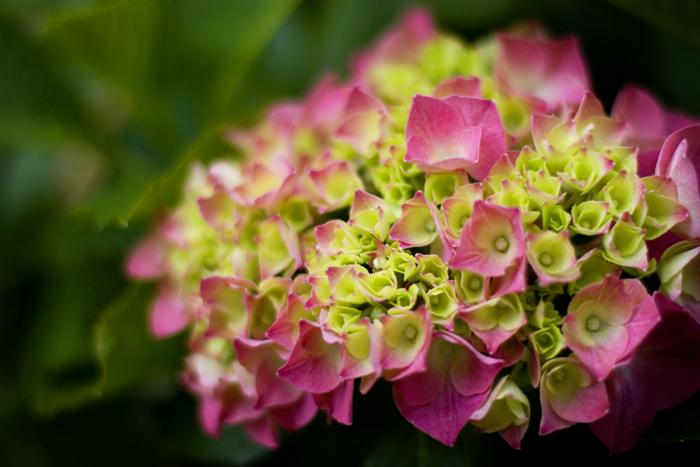 hydrangea, barely blooming