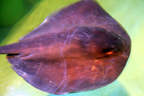 A ray at The National Aquarium in Baltimore
