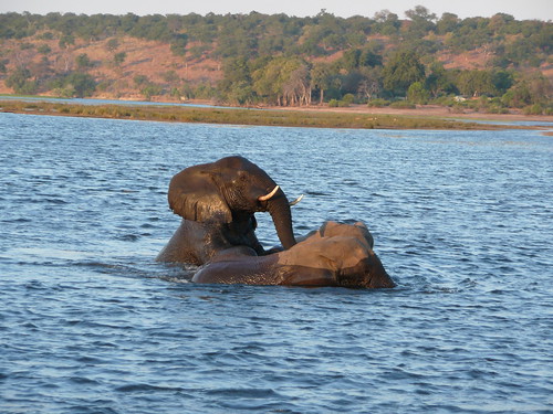 Pics Of Elephants Mating. Elephants Mating Pictures