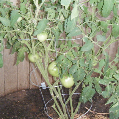 Celebrity Tomato Plant