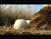 placoteco y huevo de predador Rattleback and Carakiller's egg