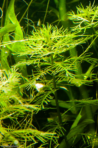 Proserpinaca palustris Submerged
