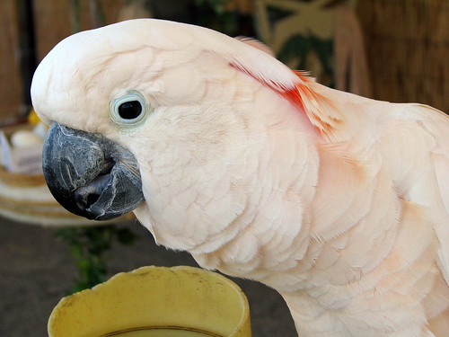100 Things to see at the fair #26: Tropical Illusions bird