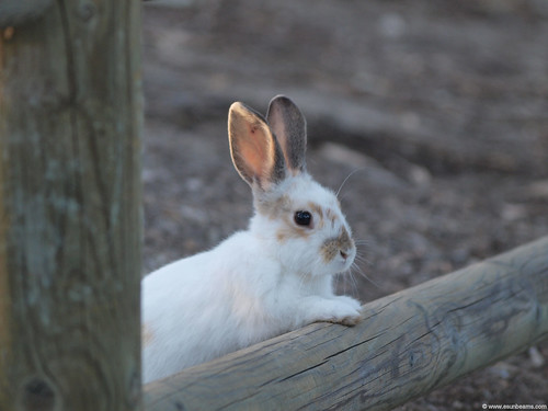 Image result for bunny on fence