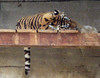 Sleeping Tiger  - Tulsa Zoo