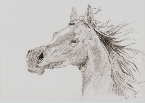 horse head drawing. Arabian Horse Head