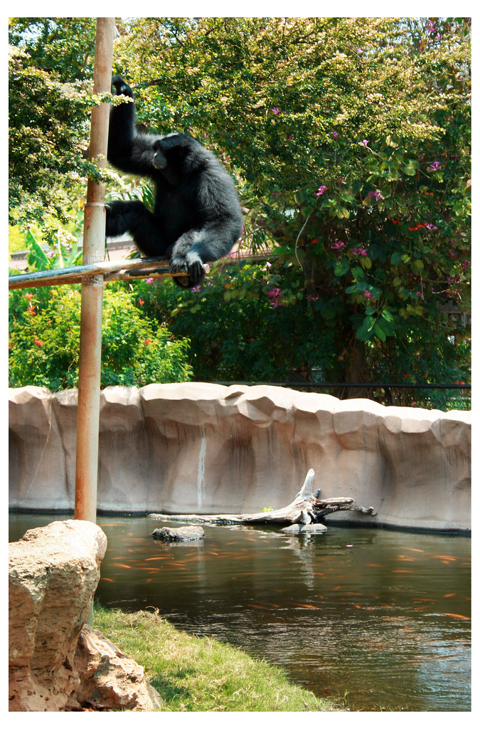 gorilla at the honolulu zoo