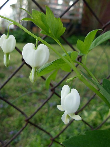 "white old-fashioned" bleeding heart