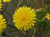 cichorioid daisy # 2 - capitulum