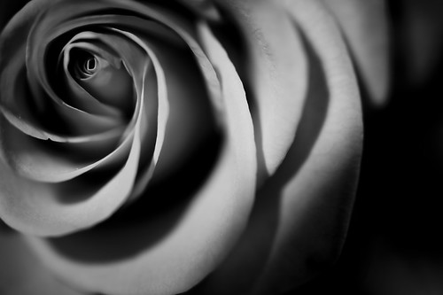 Black And White Rose by Harri_1970. Red rose grayscaled to great contrast 