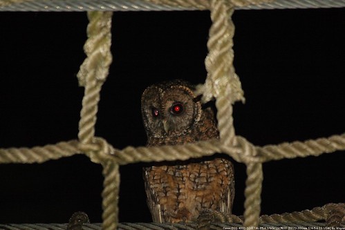 Tawny Wood Owl 灰林鴞 - IMG_8865