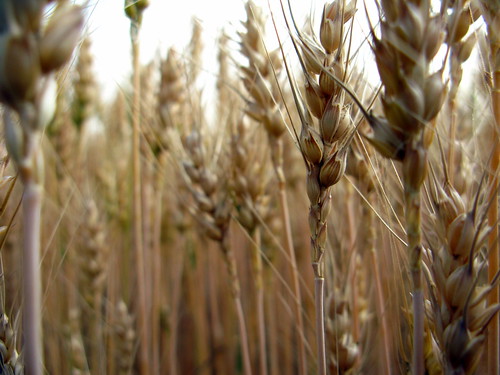 Wheat ready for harvest near Minlou, Gansu Province, China