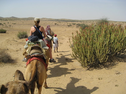 camels continue