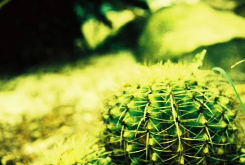 cactus, singapore botanic gardens / yashica electro 35 gn / fuji sensia 100 / xpro