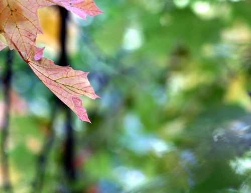 A leaf of the fall, UEA
