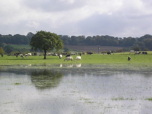 Water meadows