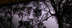 Lightning in the gum trees