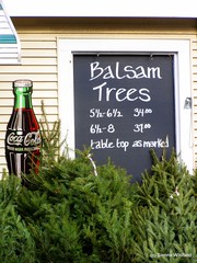 Balsam Trees for Sale in Williamsburg, MA