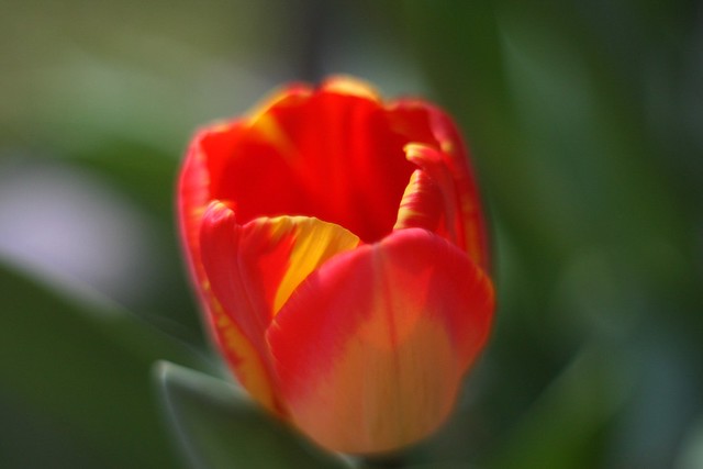 tulips, april 2011
