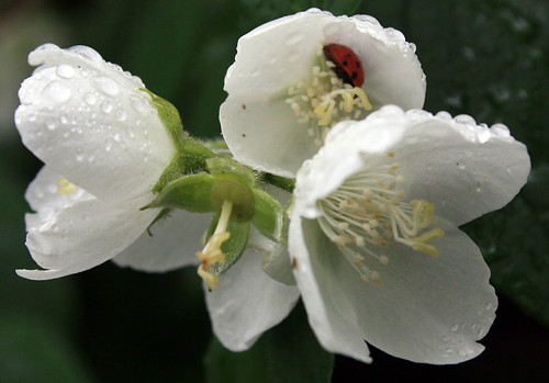 Ladybug in White Flower