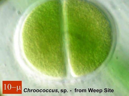 chroococcus_from_weepsite_aug-2008