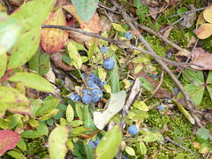 Blueberries en el bosque
