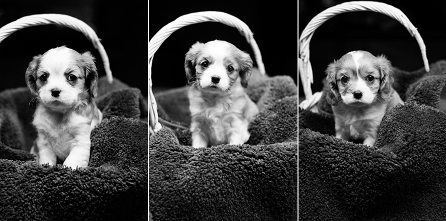 Cavalier King Charles Spaniel puppies for sale in Placerville, California